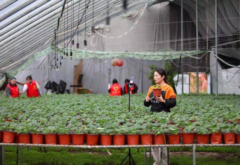 盆栽草莓种植方法