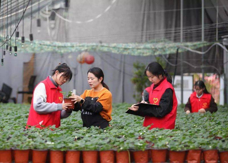 盆栽草莓种植方法