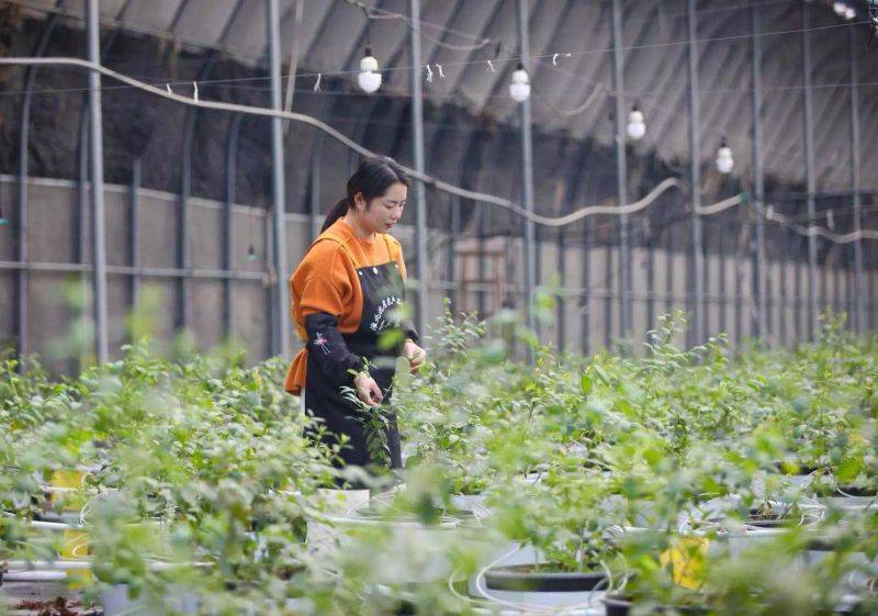 盆栽草莓种植方法