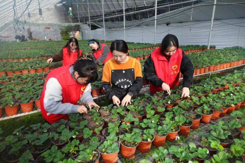 盆栽草莓种植方法
