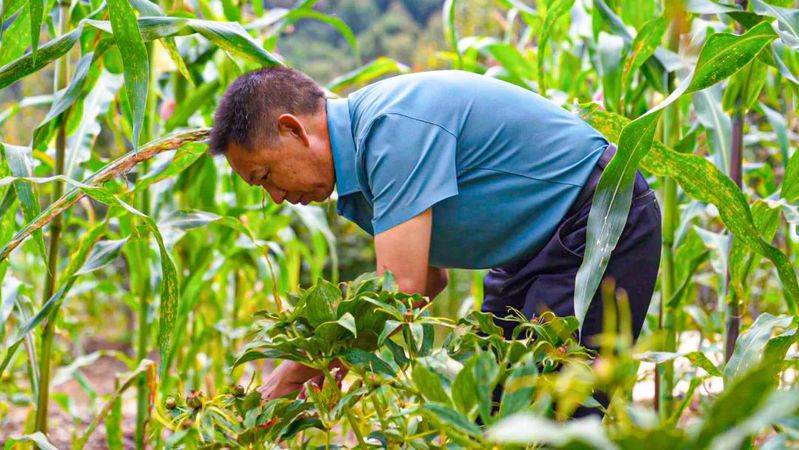 重楼人工种植技术