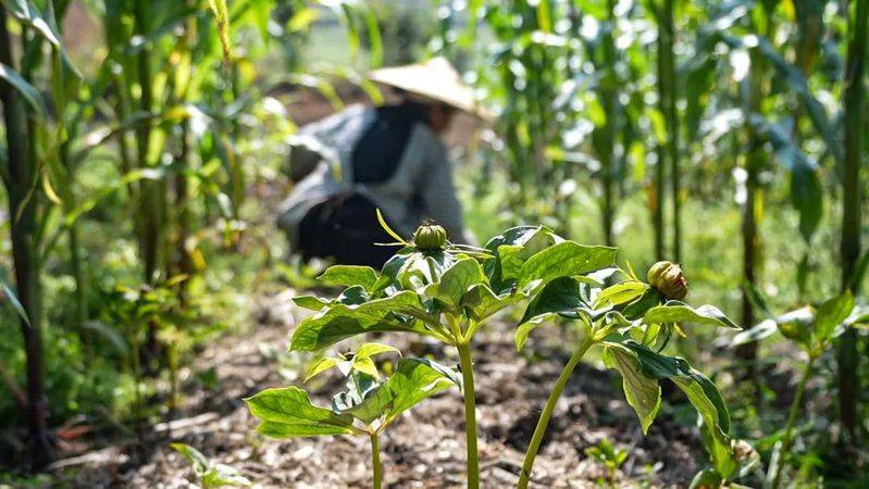 重楼人工种植技术