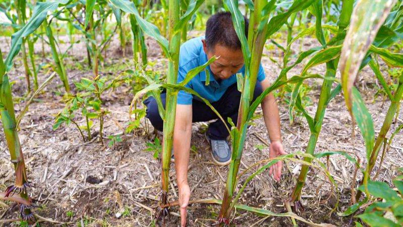 重楼人工种植技术