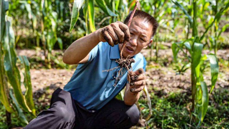 重楼人工种植技术