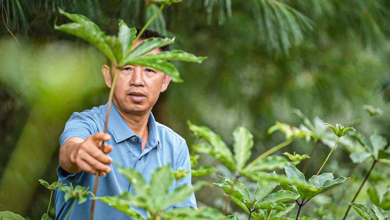 重楼人工种植技术