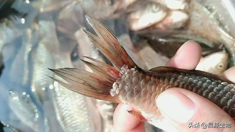 四大家鱼养殖成本