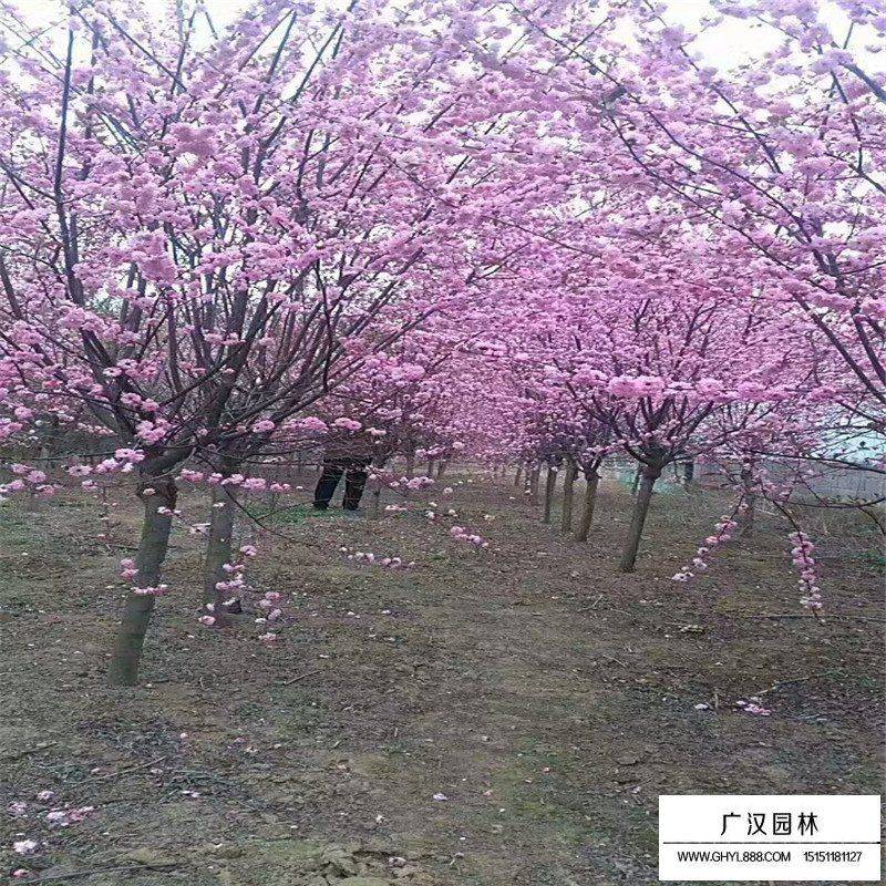 榆叶梅苗木种植技术