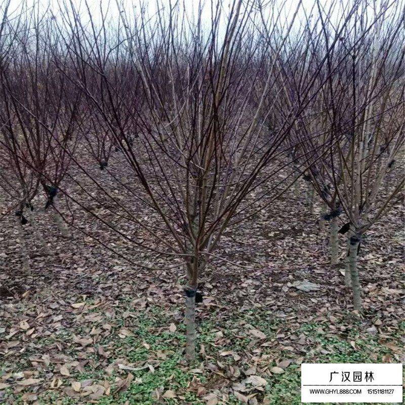 榆叶梅苗木种植技术
