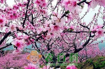 桃树种植技术与管理