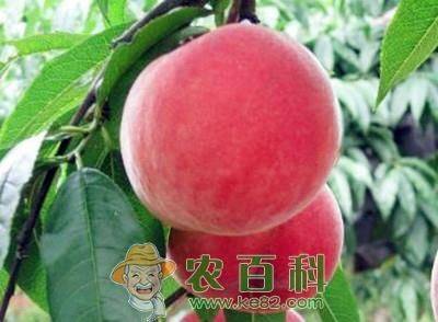 桃树种植技术与管理