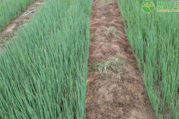 A video of steel onions growing technology