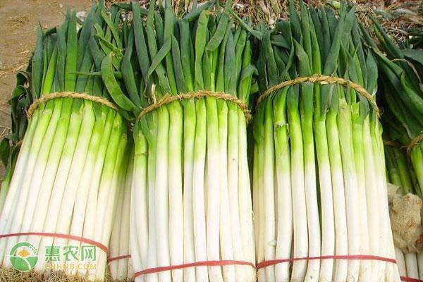 A video of steel onions growing technology