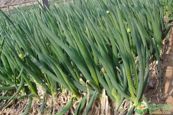A video of steel onions growing technology