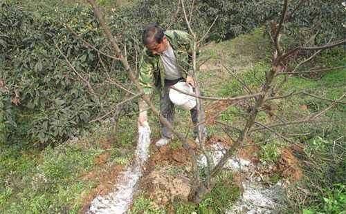 桃树种植技术与管理