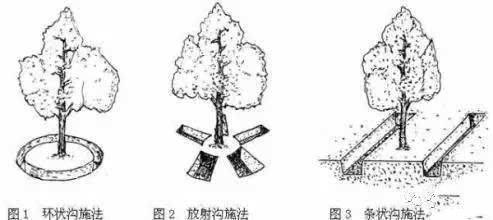 桃树种植技术与管理