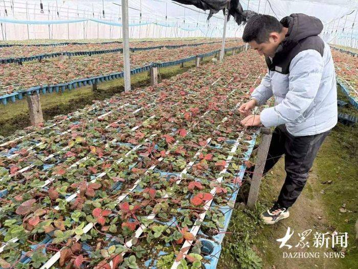 盆栽草莓种植方法