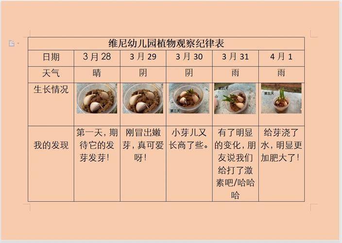 大班种植蔬菜观察记录