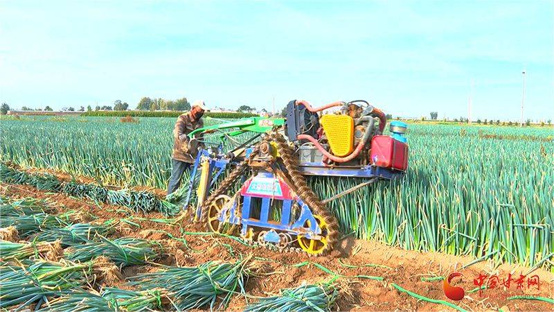 高台：铁杆大葱喜丰收 特色种植激活乡村增收新活力