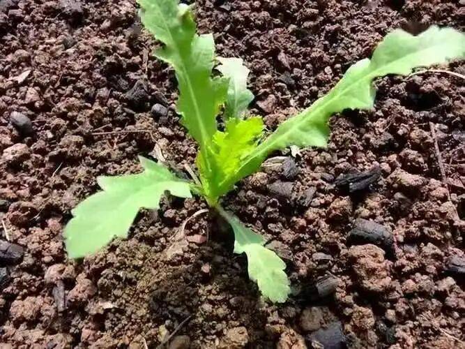 罂粟种植时间和方法