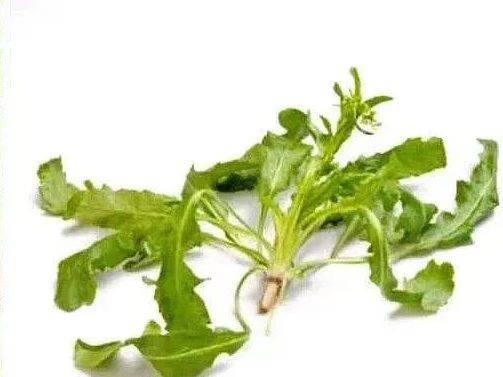 罂粟种植时间和方法