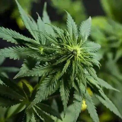 罂粟种植时间和方法
