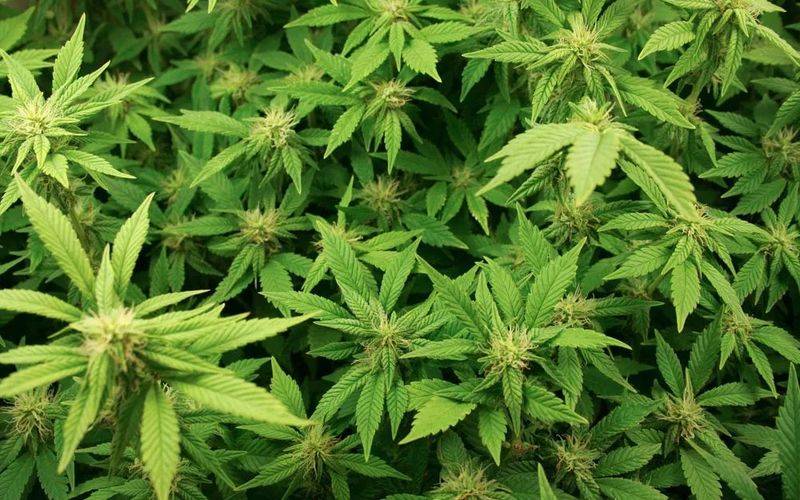 罂粟种植时间和方法