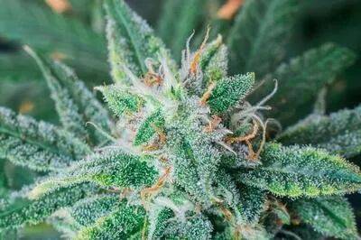 罂粟种植时间和方法