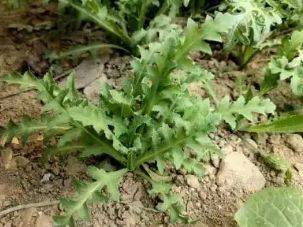 罂粟种植时间和方法