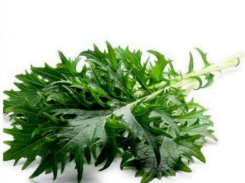 罂粟种植时间和方法