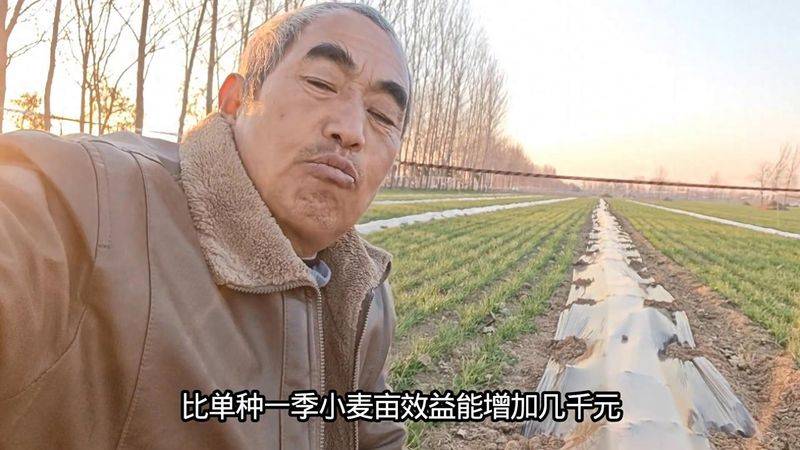 菜花种植技术