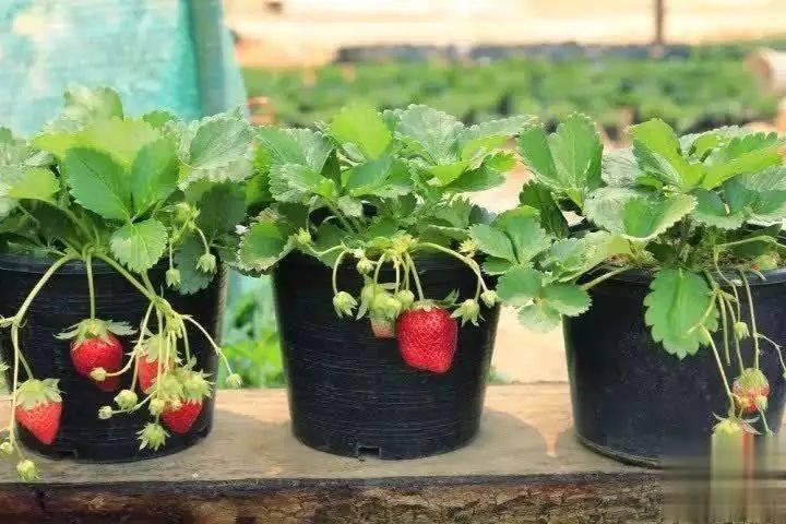 盆栽草莓种植方法