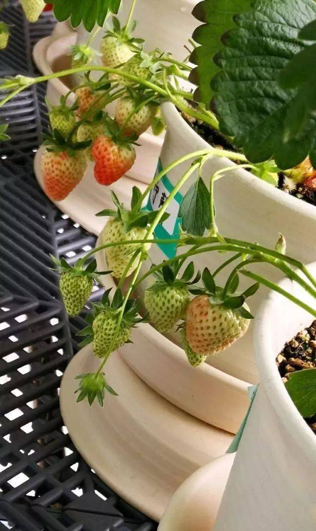 盆栽草莓种植方法