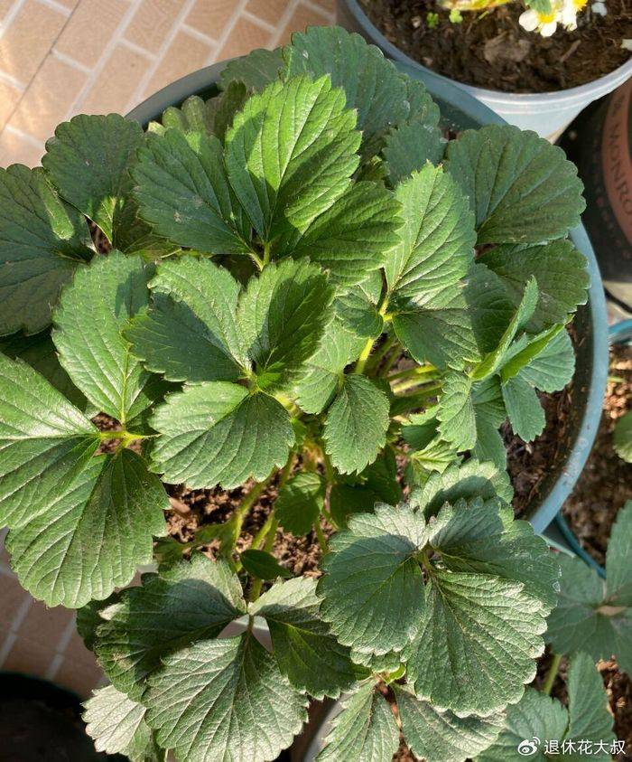 盆栽草莓种植方法
