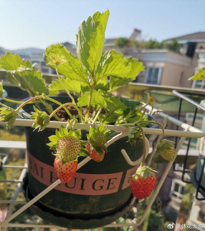 盆栽草莓种植方法