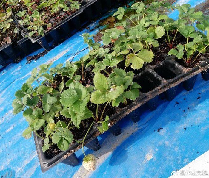 盆栽草莓种植方法