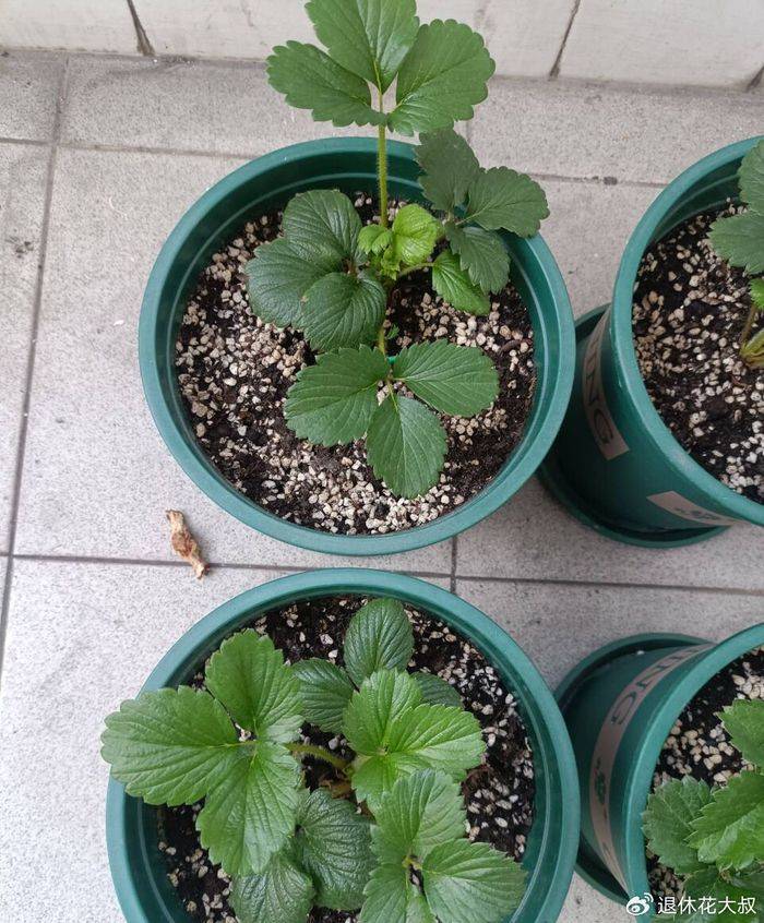 盆栽草莓种植方法
