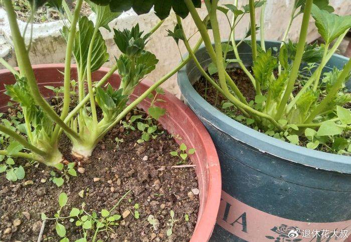 盆栽草莓种植方法
