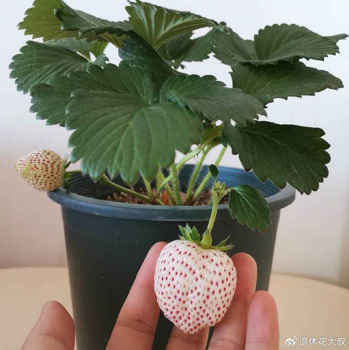 盆栽草莓种植方法