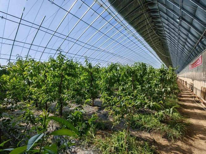 桃树种植技术与管理