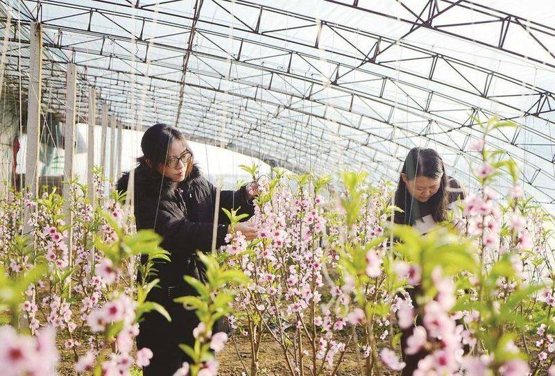 桃树种植技术与管理