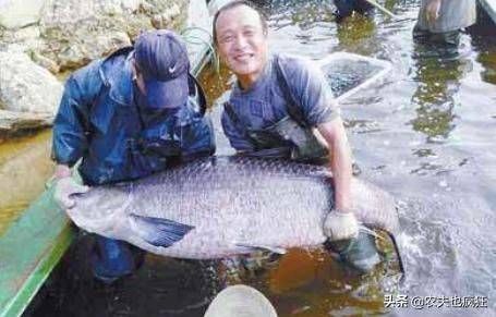 四大家鱼养殖成本