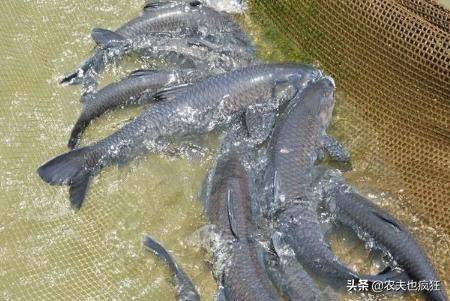 四大家鱼养殖成本