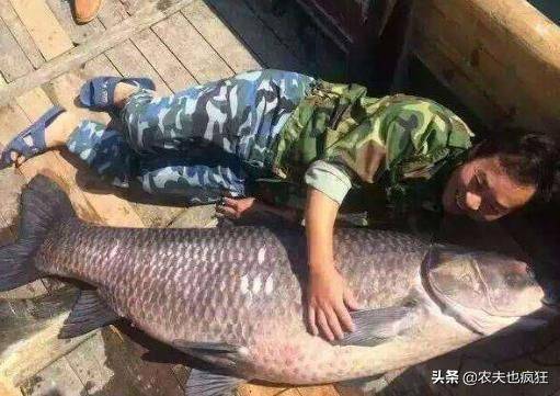 四大家鱼养殖成本