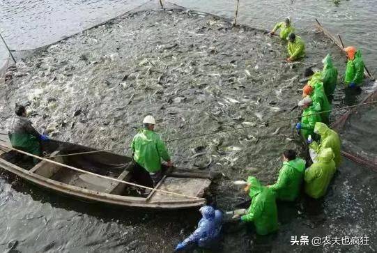 四大家鱼养殖成本