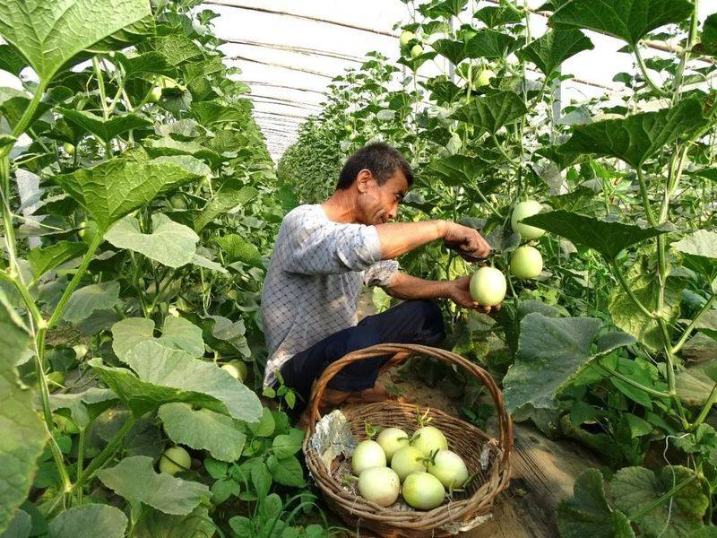 冷棚香瓜种植技术
