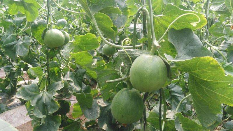 冷棚香瓜种植技术