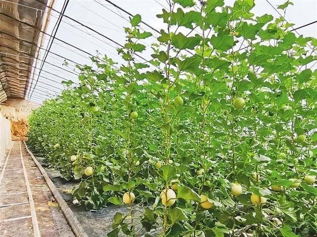 冷棚香瓜种植技术
