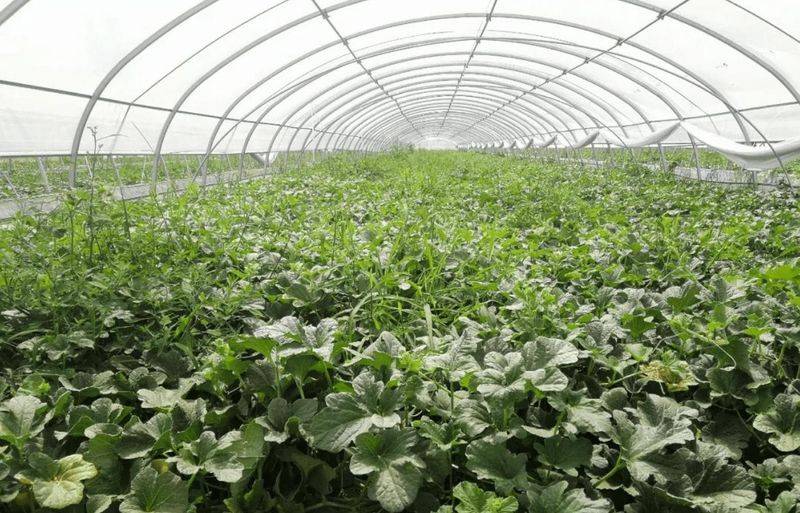 冷棚香瓜种植技术