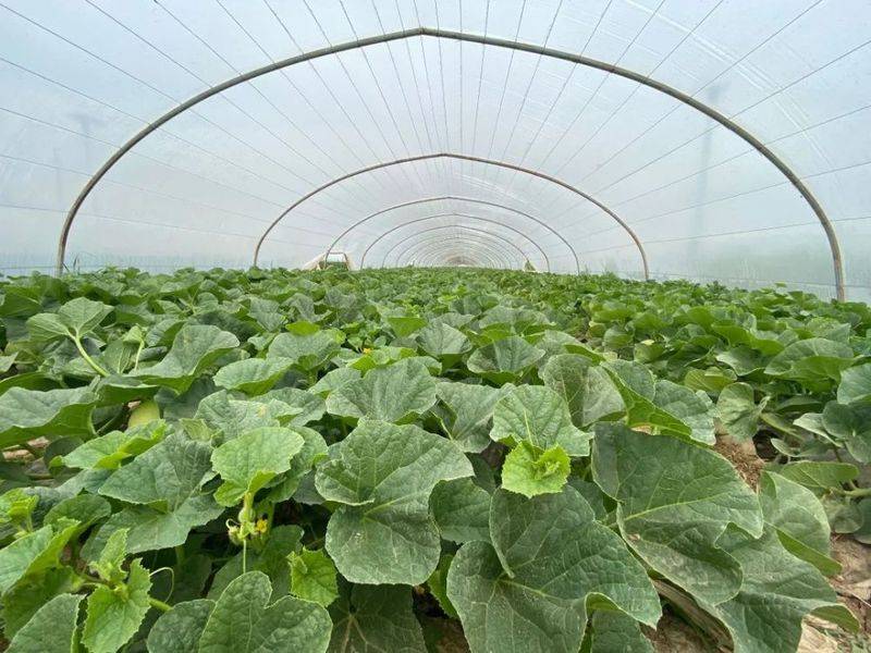冷棚香瓜种植技术