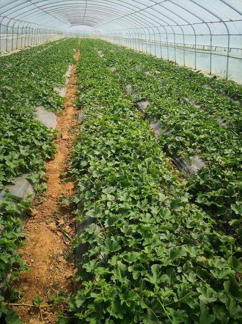 冷棚香瓜种植技术